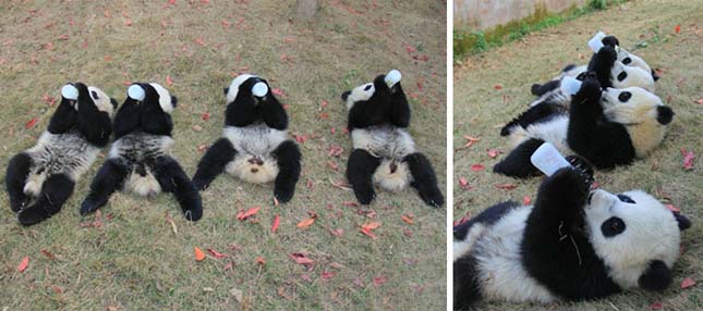 Pandaovi