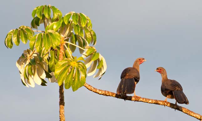 Pantanal