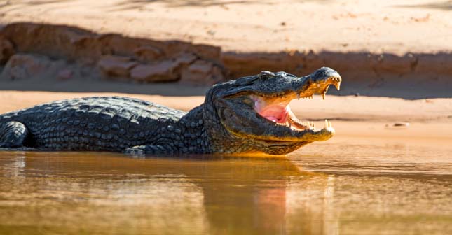 Pantanal