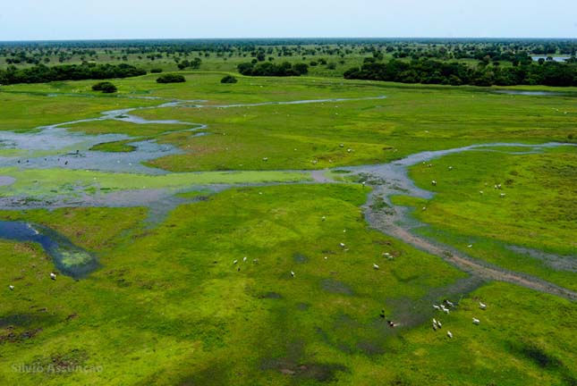 Pantanal