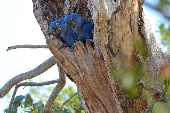 Pantanal