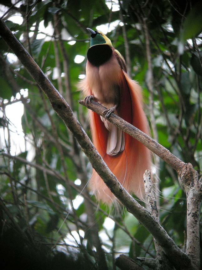 Pápua Új-Guinea