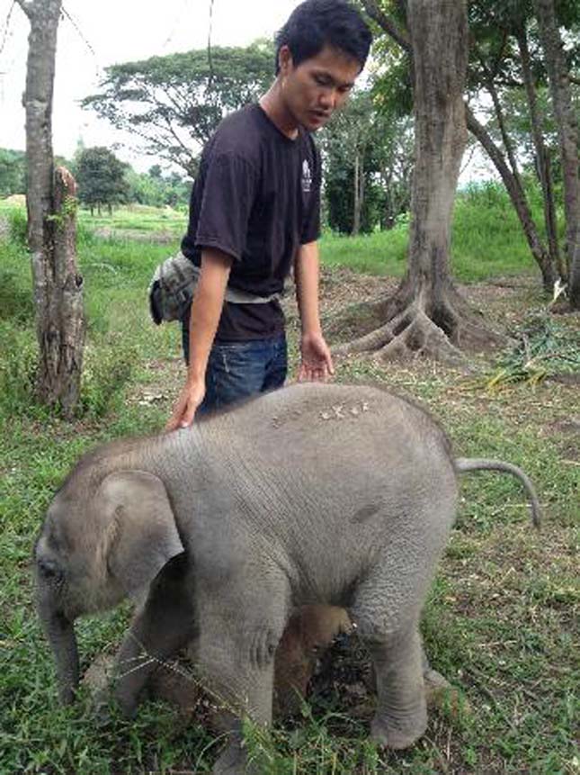 Patara Elefánt Farm