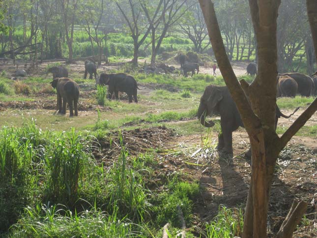 Patara Elefánt Farm