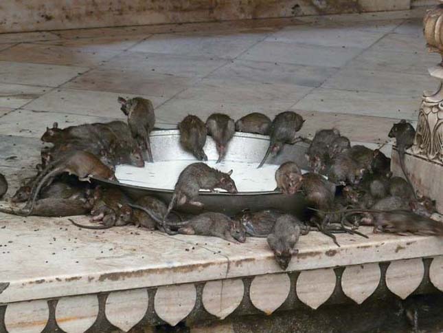 A patkányok temploma