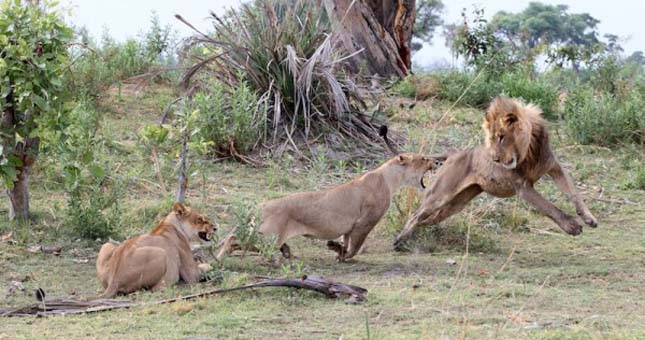 Páviánokra támadó oroszlánok
