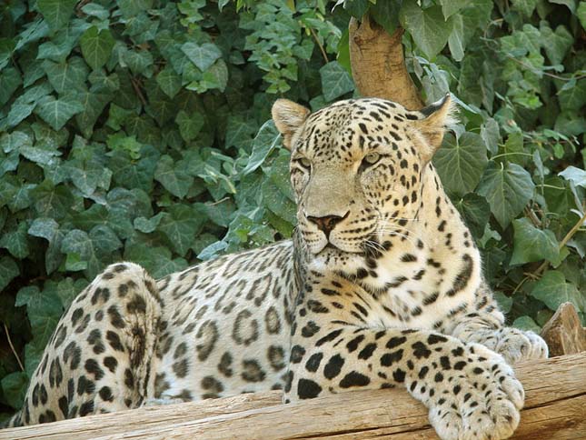 Perzsa leopárd kölykök