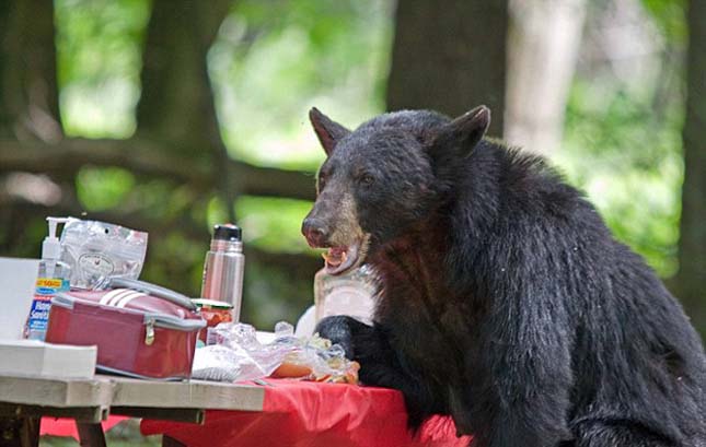 Piknikező medve