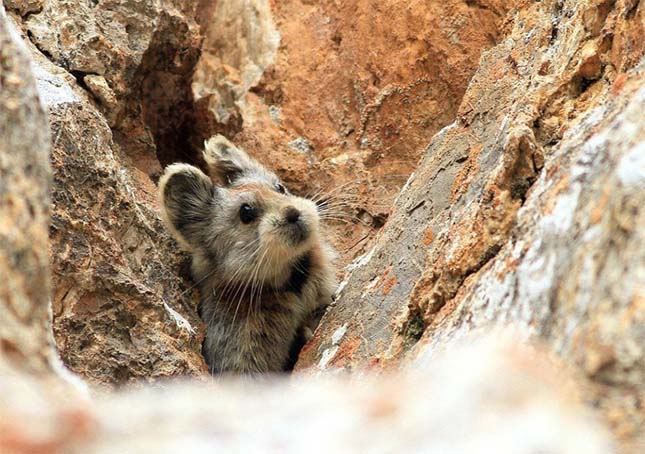 Ili pika