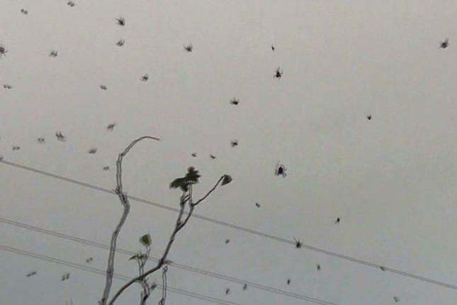 Több ezer pók szőtt hálót