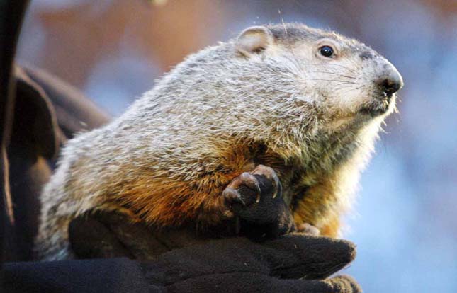 Punxsutawney Phil