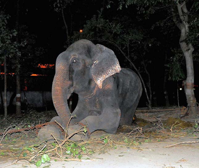 Raju, elefánt