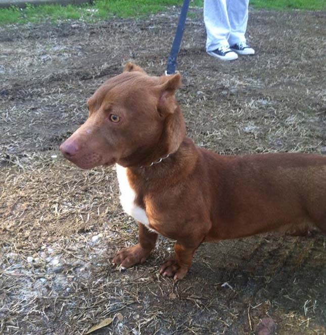 Rami, a pitbull-tacskó keverék kutya