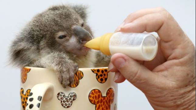 Raymond, az aprócska koala