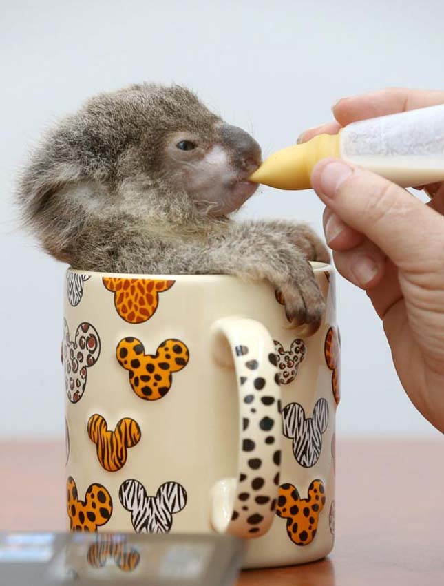 Raymond, az aprócska koala