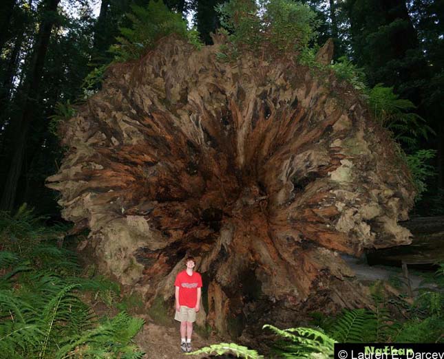 Redwood Nemzeti Park 