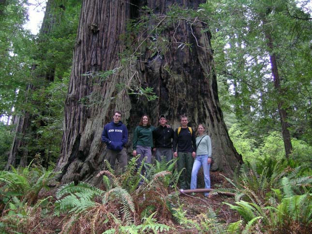 Redwood Nemzeti Park 