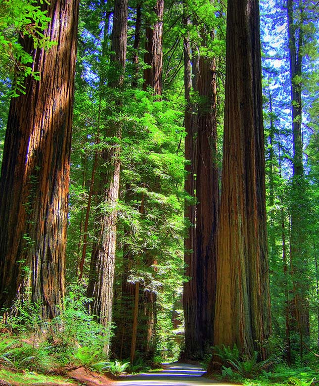 Redwood Nemzeti Park 