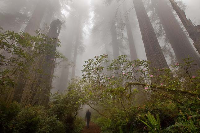 Redwood Nemzeti Park 