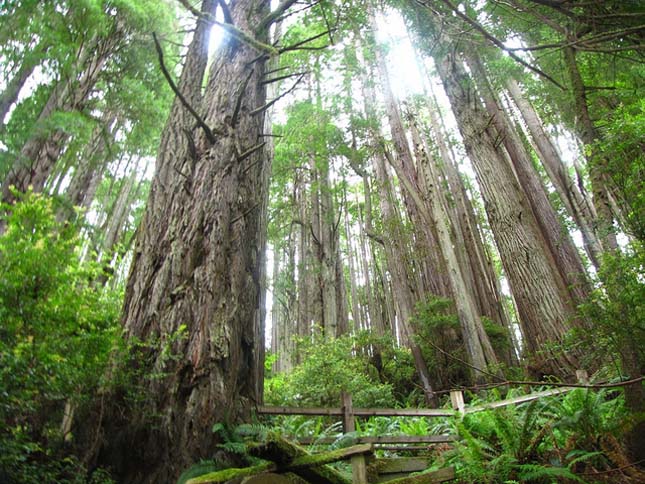 Redwood Nemzeti Park 