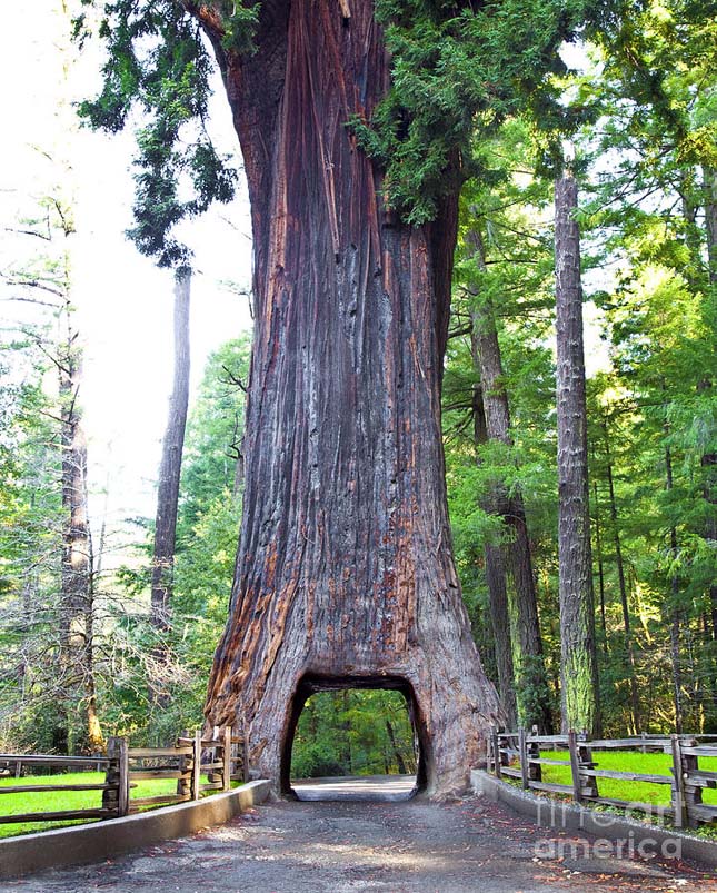Redwood Nemzeti Park 