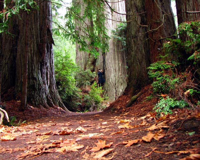 Redwood Nemzeti Park 