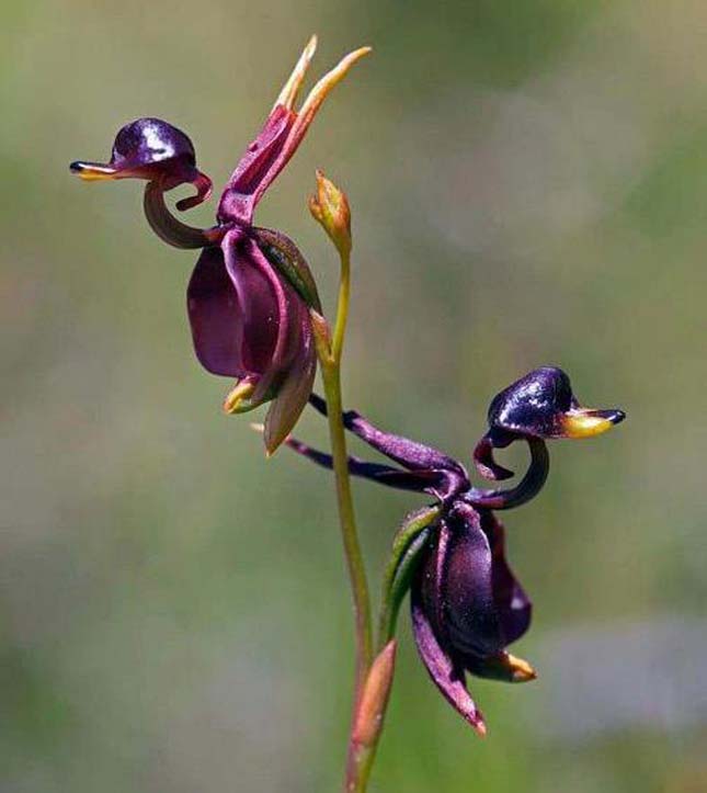 Repülő kacsa orchidea