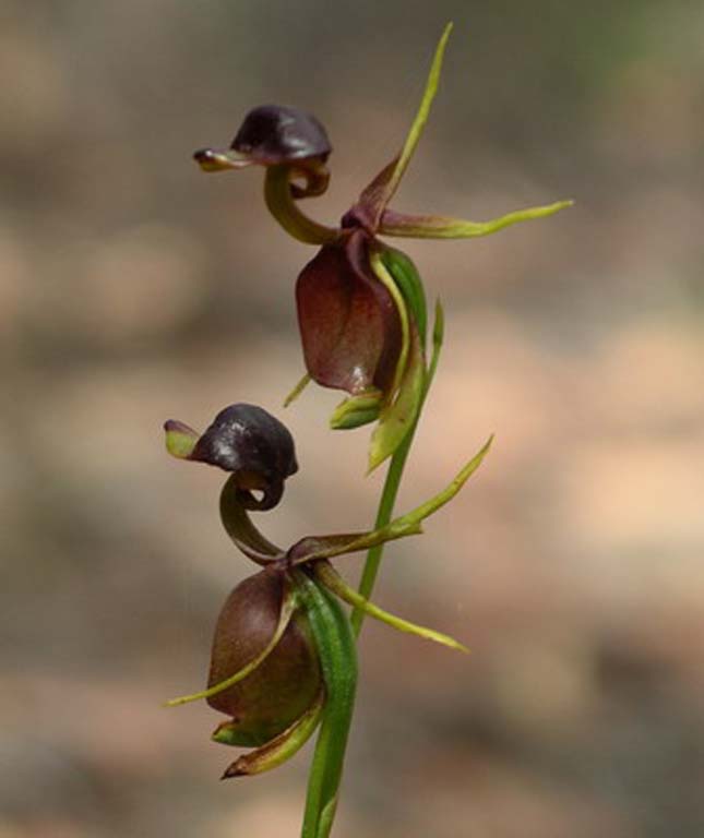 Repülő kacsa orchidea