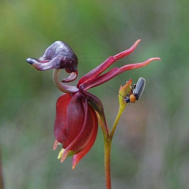 Repülő kacsa orchidea