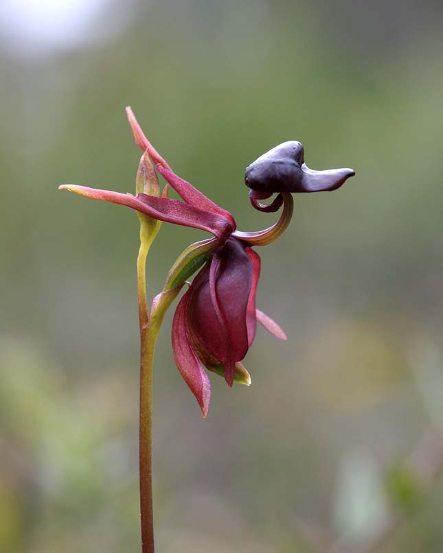 Repülő kacsa orchidea