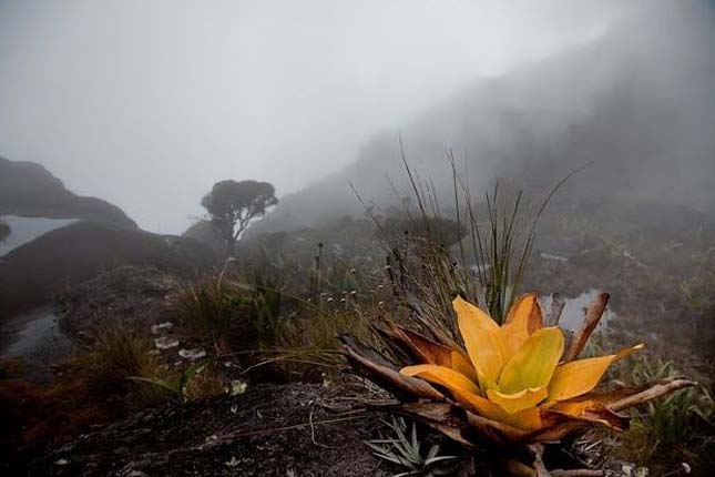 Roraima-hegy