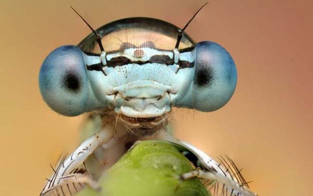 Bámulatos fényképek parányi rovarokról
