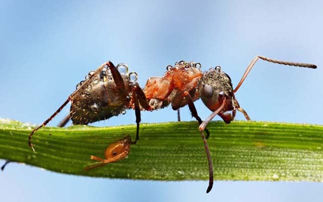 Bámulatos fényképek parányi rovarokról