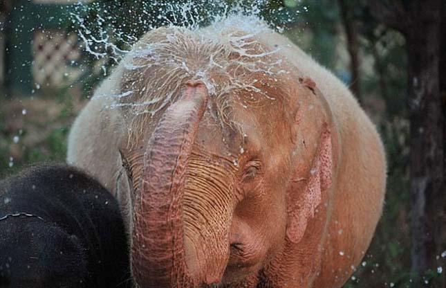 Rózsaszín elefántok