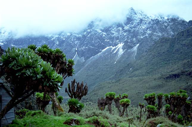 Rwenzori-hegység