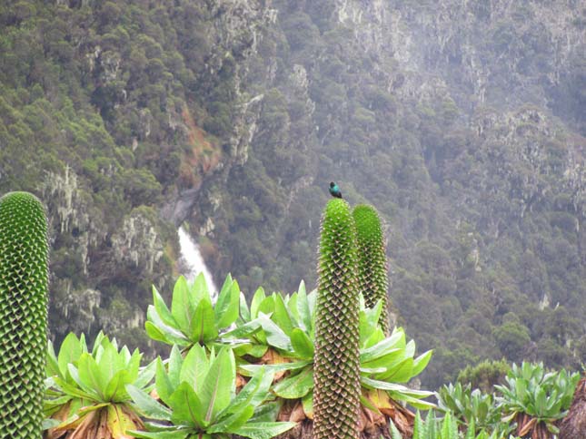 Rwenzori-hegység