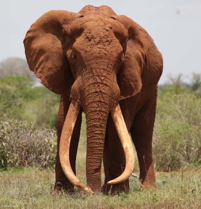 elefántok látványa