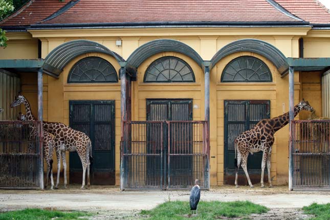 Schönbrunni Állatkert, Európa legjobb állatkertje