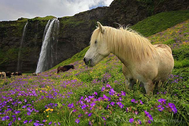 Seljalandsfoss-vízesés