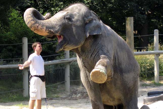 Shanti, a szájharmonikázó elefánt