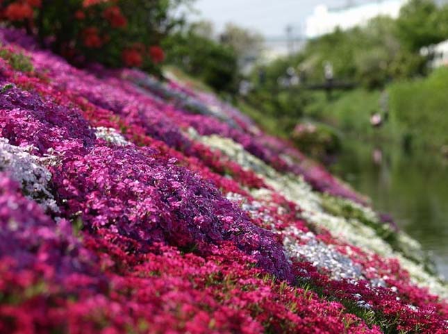 Shibazakura virágzás