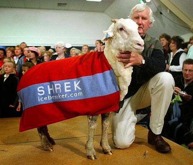 Shrek, a bárány