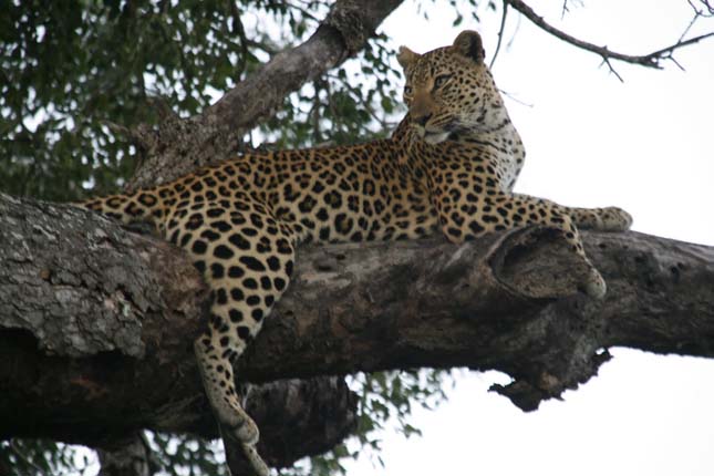 Singita Sabi Sand, Dél-Afrika