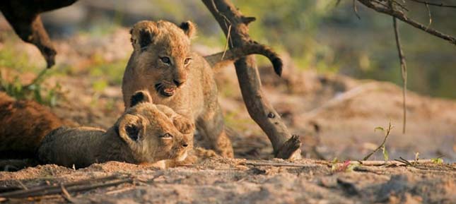 Singita Sabi Sand, Dél-Afrika