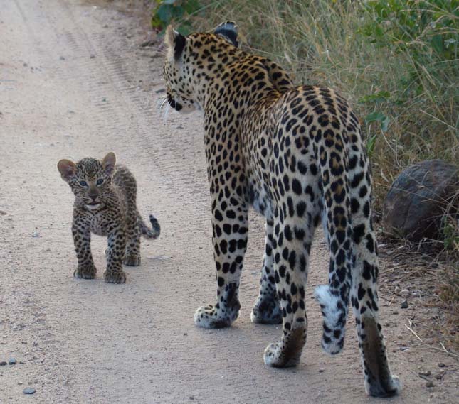 Singita Sabi Sand, Dél-Afrika