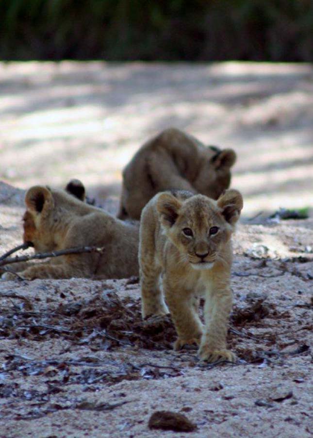 Singita Sabi Sand, Dél-Afrika