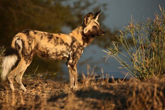 Singita Sabi Sand, Dél-Afrika