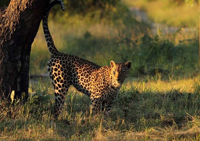 Singita Sabi Sand, Dél-Afrika