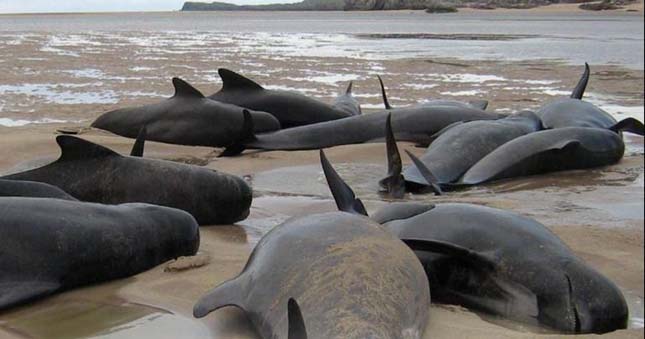 Skóciai delfinpusztulás
