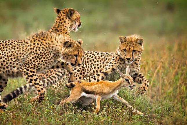 12. Smithsonian Magazine Photo Contest - 2015